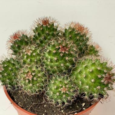 Mammillaria ernestii rubrispina